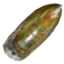 Lingula anatina (Lamp shell)