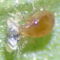 Metaseiulus occidentalis (Western predatory mite) - GCA_000255335.1