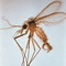 Phlebotomus perniciosus (Sand fly, Murcia)