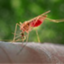 Anopheles atroparvus