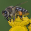 Apis_mellifera