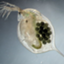 Daphnia magna