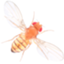 Drosophila_melanogaster